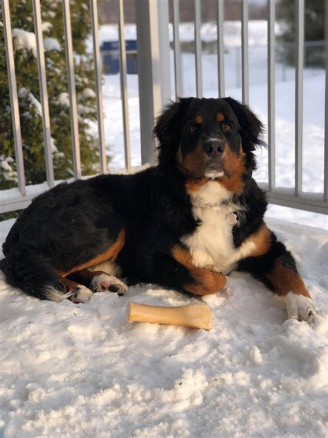 Bernese Mountain Dog Mix Puppies California If You Get One Of These