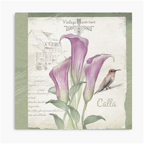 Vintage Calla Lily Postcard Canvas Print By Jmarielle Canvas Prints