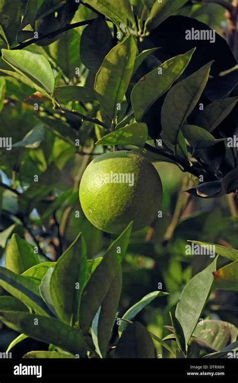 Pomelo Fruit Trees Hi Res Stock Photography And Images Alamy