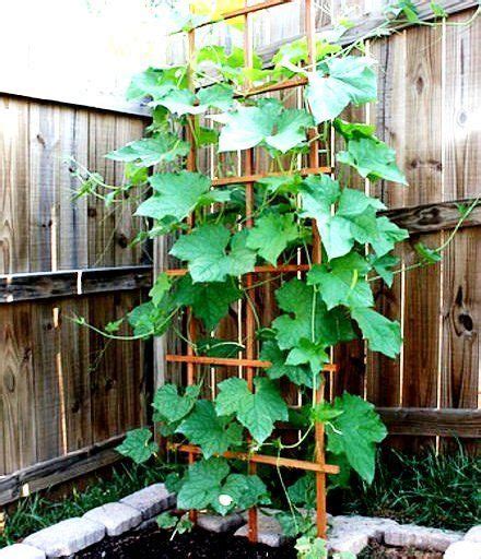 Both flowers have different looks on appearance. 8 Easy Steps to Grow Your Own Luffa Sponge | Vine trellis ...