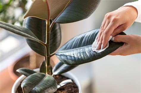 How To Care For A Rubber Plant — Plants And House