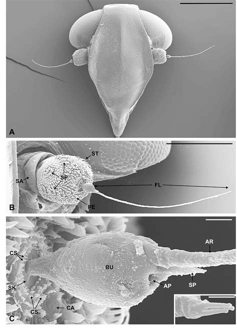 Figure From The Sensory Structures Of The Antennal Flagellum In Hyalesthes Obsoletus