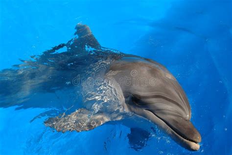 Black Sea Bottlenose Dolphin Stock Photo Image Of Sleeping Smile