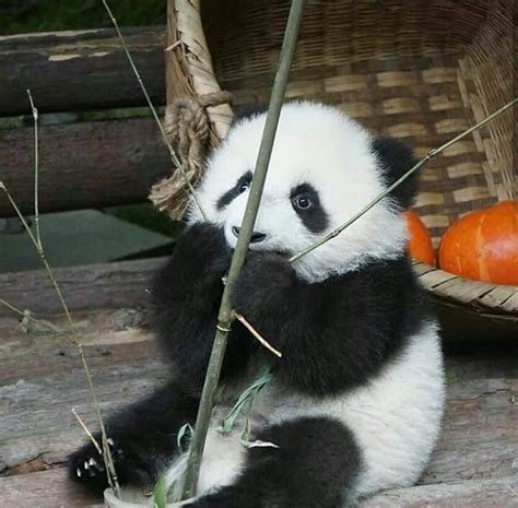 Filhote De Panda Fofo Preto E Branco Tumblr Bambu Sentado Comendo