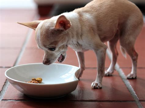 Best chihuahua food reviews (what your dog needs in their diet). How to Care for and Train Chihuahua Dog | Dog Training