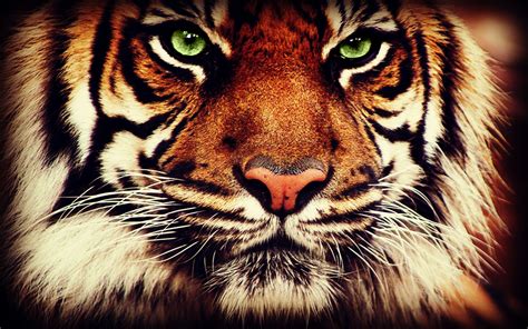 61 Tiger Face Wallpaper Wallpapersafari