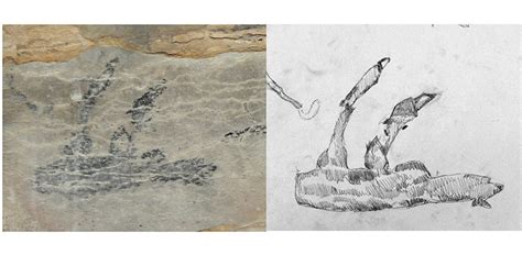 Only Known Drawing Of Extinct Giant Sloth Lemur Found In Cave Natural