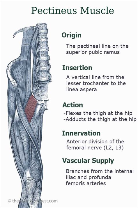 Pectineus Muscle Anatomy Muscle Anatomy Human Muscle Anatomy Leg