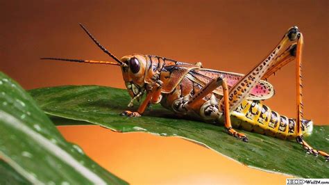 grasshopper wallpapers top free grasshopper backgrounds wallpaperaccess