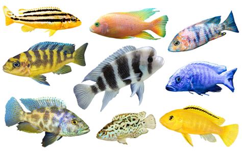 Lake Malawi Cichlids Poster — Trenton Jung Ubicaciondepersonascdmx