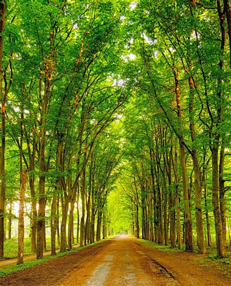 Forest Road Netherlands By Everett Porter Here Is Your Chance To Win