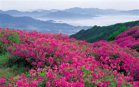 Nature Landscape Mountainous Pink Flowers And Green Forest Horizon With