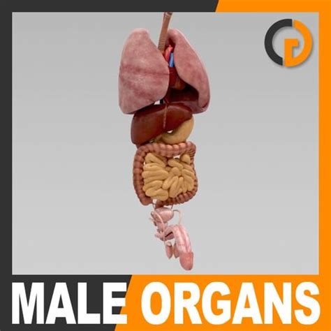 The prostate is a partly glandular, partly fibromuscular organ which lies beneath the bladder and above the urogenital diaphragm, and is penetrated by the proximal. Human Body Internal Organs - Anatomy 3D Model .max .obj .3ds .fbx .c4d .lwo .lw .lws - CGTrader.com