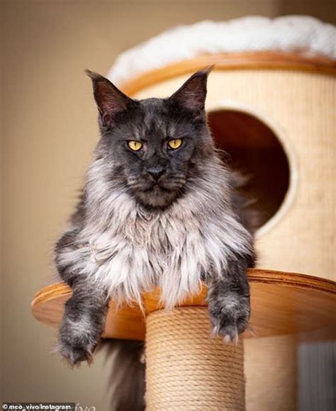 Meet The Majestic Cat Whose Fancy Fur Has Led Him To Gain Thousands Of