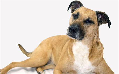 Black Mouth Cur A Complete Guide To The Breed Black Mouth Cur