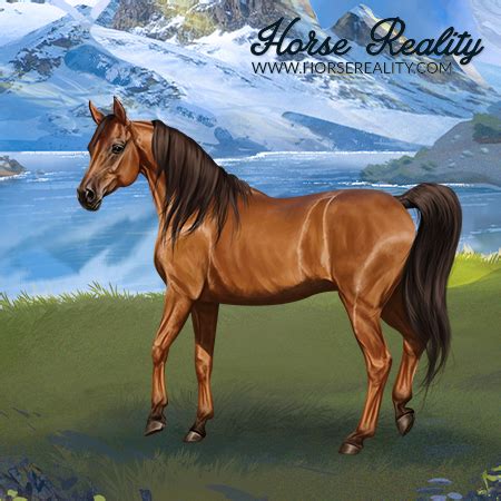 wild bay horse reality wikia fandom powered  wikia