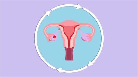 Cómo Ocurre La Menstruación Y Por Qué A Algunas Mujeres Les Duele Más