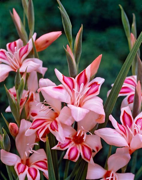 Hardy Dwarf Pink Gladiolus Impressive Easy To Grow Bulbs