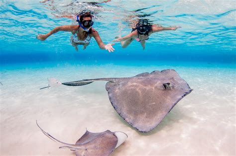 stingray city cayman islands ltd george town all you need to know before you go