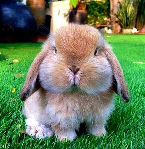 Cute Rabbit With The Fattest Cheeks Rapid Rabbits Animais Bebês
