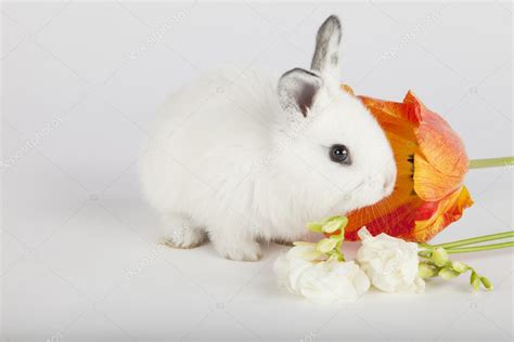 Bunny Smelling Flower