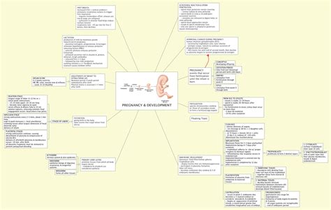 Desarrollo Prenatal Mind Map Images