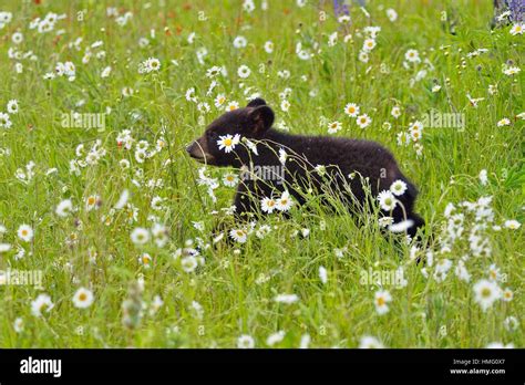 Black Bear Ursus Americanus Cub In Flower Field Captive Raised