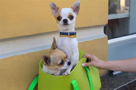 Six Reasons Chihuahuas Are The Absolute Best The Dog People By