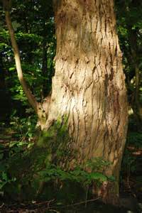 The Rough Bark Of The Black Poplar Tree © Debbie Turner Geograph