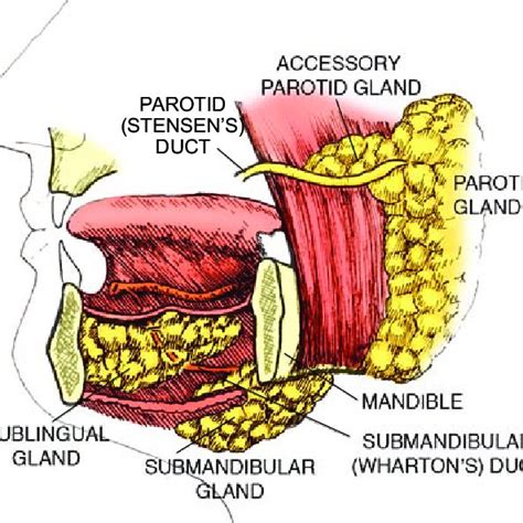 The Three Major Paired Salivary Glands Include The Parotid