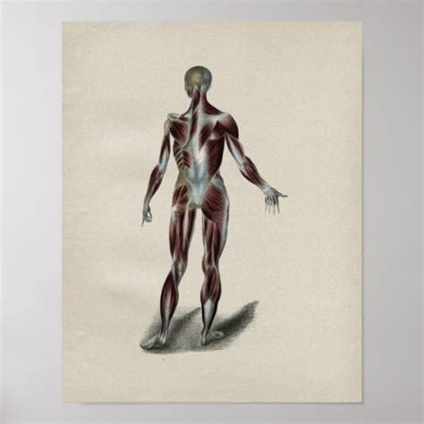 Muscle Posters And Photo Prints Zazzle Au