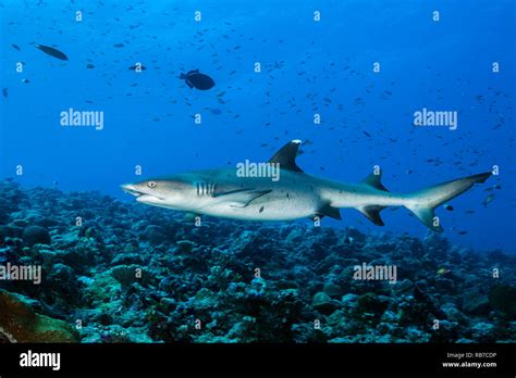 Whitetip Reef Shark Triaenodon Obesus Indian Ocean Maldives Stock