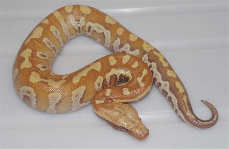 Vpi Red Albino Red X Lineage Blood Python Python Brongersmai Male 2013