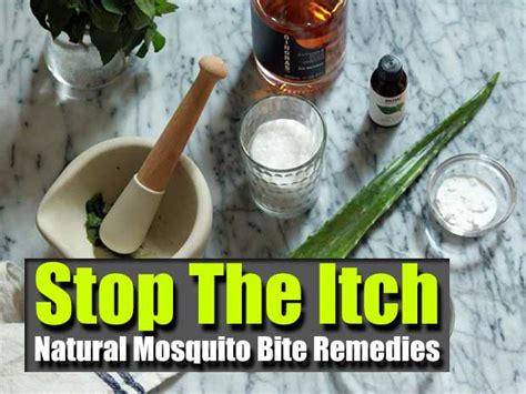 Stop The Itch Natural Mosquito Bite Remedies Shtf Prepping