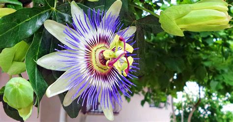 How To Grow And Care For Passionflower Gardeners Path Reportwire