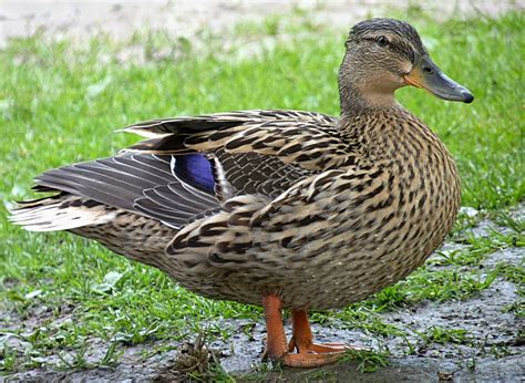 Female Mallard Duck In The Municipal Park Of Mouscron Belgium