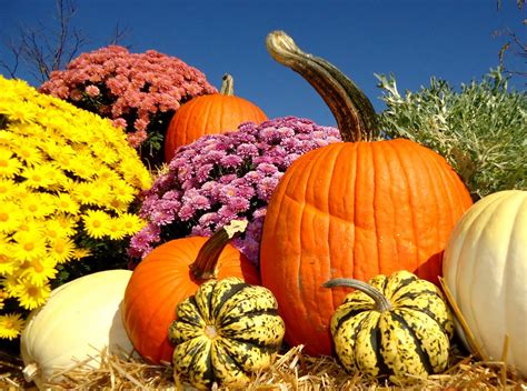 40 Pumpkin And Fall Flower Wallpaper Wallpapersafari