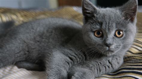 Blauwe Britse Korthaar Kitten Pin Op British Cat Egooks Boek