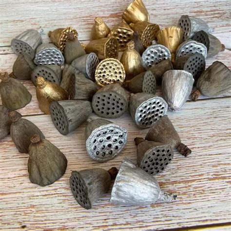 Natural Dried Flowers Seeds Seed Pod Lotus Flower Dried Flower Seed Pods 18pcs Aliexpress