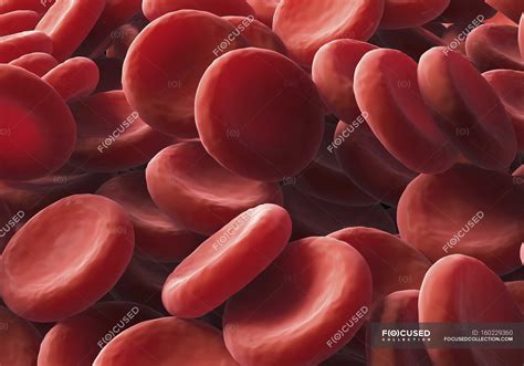 Erythrocytes Or Red Blood Cells — Medicine Hematology Stock Photo