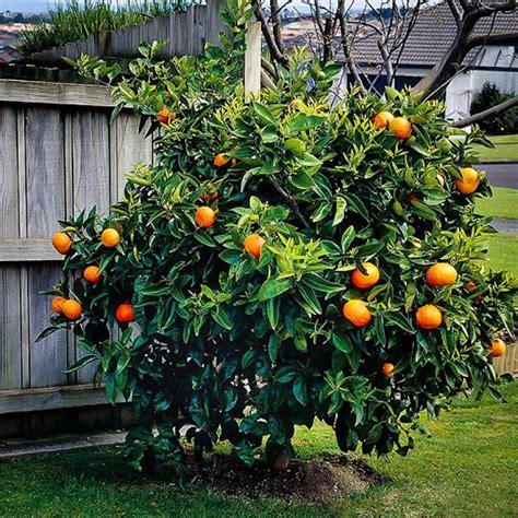 Heirloom Organic Orange Tree Seeds 20 Seeds To Plant Ships Etsy