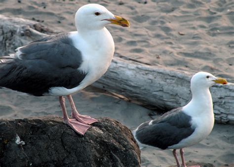 Seagulls At Seaside Beach Seaside Washington By Amybesse On Deviantart