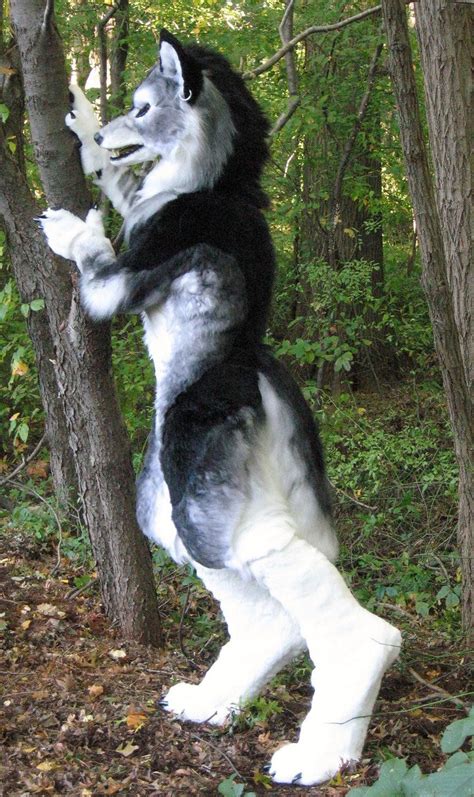 Silver werewolf side by Monoyasha | Anthro furry, Fursuit furry, Furry