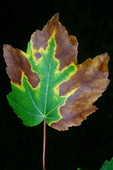 Identify And Manage Bacterial Leaf Scorch On Trees And Shrubs