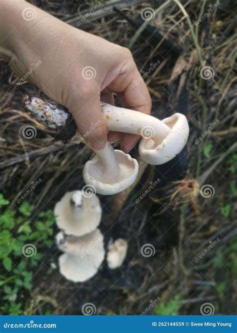 Wild Large White Leucopax Mushrooms On The Ground Stock Image Image