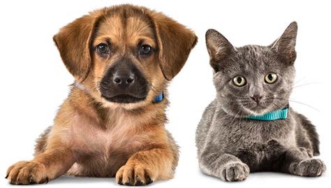 Partners For Healthy Pets