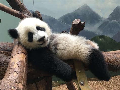 Panda Updates Wednesday June 7 Zoo Atlanta