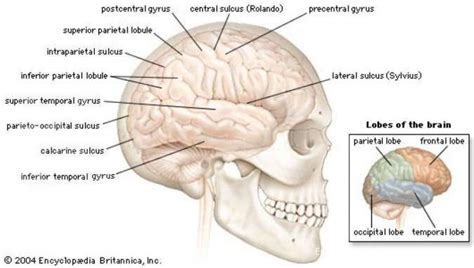 Memahami Struktur Anatomi Otak Manusia Bagian Bagiannya Serta Fungsinya