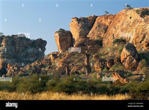 The Mapungubwe Hill Where The Golden Rhino Was Found Mapungubwe