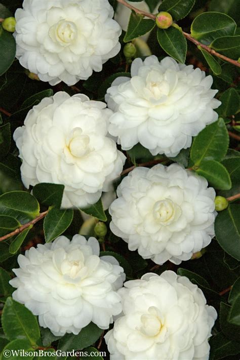 Buy October Magic White Shishi Gashira Dwarf Camellia | FREE SHIPPING